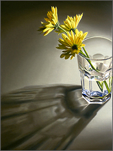 daisies in glass